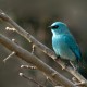Birding
