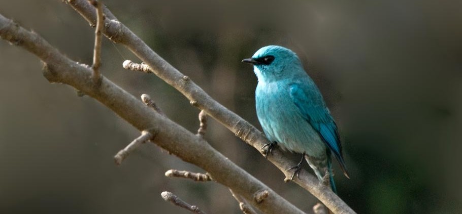 Birding