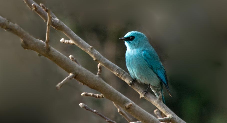 Birding
