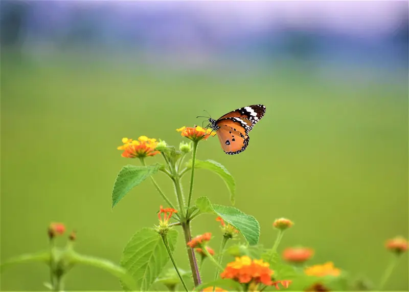 Butterfly Trek – Botanical Garden